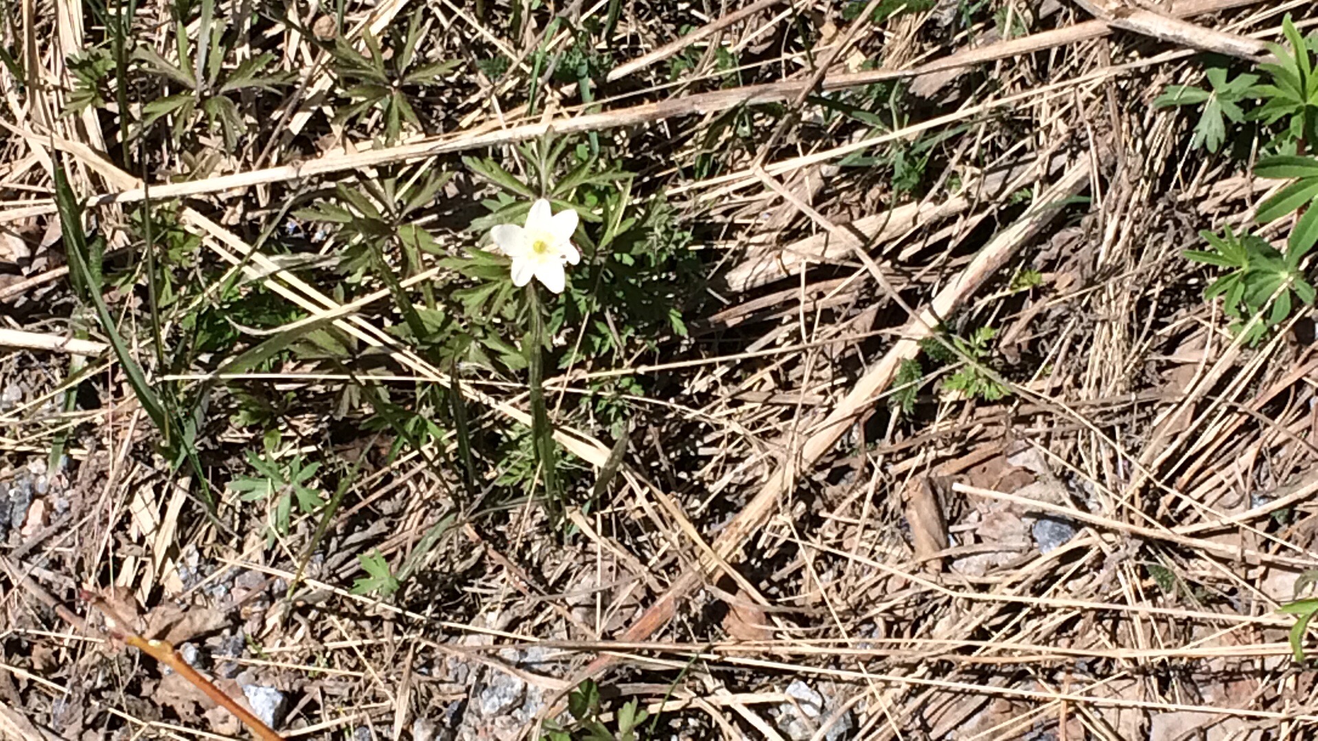 Read more about the article Kahta kieltä toimien -työpaja Maalismarkkinoilla